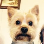 Peanut Smith - @peanut_best_yorkie_ever - Instagram