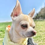 Peanut The Mighty Smith - @peanutz_adventure - Instagram