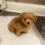 Dash Peanut Williams - @dashpwilliams - Instagram