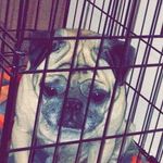 peanut :) - @peanutwilliams11 - Instagram