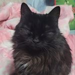 💀Peanut Williams😾💀 - @pea.the_nut - Instagram