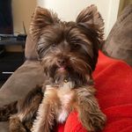@peanut_williams_1 - Instagram
