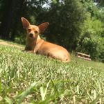 Peanut Williams - @williams.peanut - Instagram