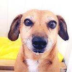 Peanut Williams - @peanut_williams_ - Instagram