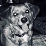 Peanut Williams - @p.noodl - Instagram