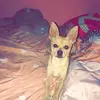 peanut Williams  - @peanut.da.dog - TikTok