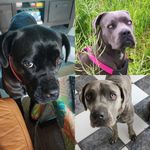 Pearl Black cane corso LOF🦎 - @pearlblack_s_family - Instagram