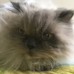 Pearl Bowman - @life.family.friends - Instagram