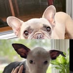 Opal and Pearl Braun - @ears_r_us - Instagram