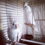 Pearl & Jasper & Bruce - @pearljasperbruce - Instagram