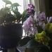 Pearl Buckley - Facebook
