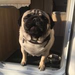 @buddy_archie_pearl_buddmonery - Instagram