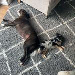 Ems Wills - @buddy_and_pearl - Instagram