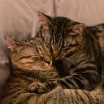 pearl + buddy - @pearlandbuddy - Instagram