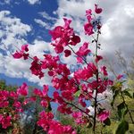 Pearl Burrows - @desertdreamscape - Instagram