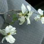 Pearl Campbell - @campbellpw47 - Instagram