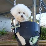 Pearl Obrien Campbell French 🐩 - @pearlthebichon_ - Instagram