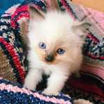 Casey Pearl 👑 - @ragdoll_caseypearl - Instagram