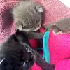 collins.pearl - @collins.pearl - TikTok