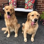Pearl and Rosie Compton - @thegoldengals1234 - Instagram