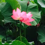丁艺 - @pearl_ding - Instagram