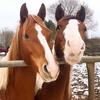 ~ Pearl Hart Ranch ~ - @pearlhartranch - TikTok