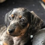Pearl Lawrence-Ross - @pearltheminidachshund - Instagram