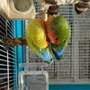 pearlim - @pearlimyt - TikTok