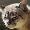 PearLi - @pearl.lin - TikTok