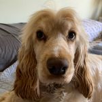 Pearl Murphy - @pearl_girl_the_cocker - Instagram
