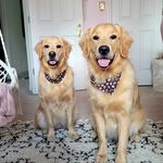 Pearl, Murphy, & Walter Tabak - @pearlandmurphythegoldens - Instagram
