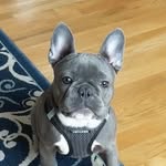 Pearl O'Connor - @frenchie.pearloconnor - Instagram