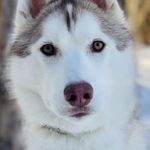 Pearl Olson - @adventuresofpearlie - Instagram