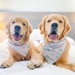 Pearl & Violet 🐶🐶 | Elise 👩🏻 | Dog Parent Life - @pearlthegoldenpup - Instagram