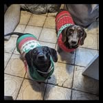 Manjo Cash - @pearl.and.percy.sausage.dogs - Instagram