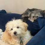 Pearl 👸 and Percy 👑 - @pearl_and_percy - Instagram