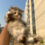 Pearl n Percy - @percypearln - Instagram