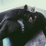 Percy & Pearl - @_percyandpearl_ - Instagram