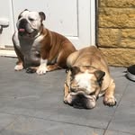 Percy_&_Pearl - @_percy_and_pearl_ - Instagram