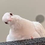 Percy & Pearl - @percy_.pearl - Instagram