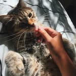 Percy and Pearl - @thepercypearl - Instagram