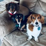 Percy_Louie_Pearl - @percy_louie_pearl - Instagram