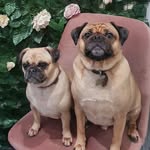 Percy, Pearl, Pepper and Pixie - @percyandpearl_ - Instagram