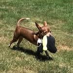 Pearl Pham - @pearlphambestchihuahua - Instagram