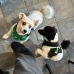 Pearl and Piper - @doublep_pearl_and_piper - Instagram