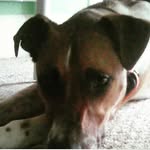 Pearl - @pearlrivera_1 - Instagram