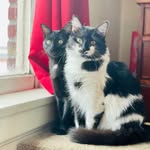 Pearl and Root Beer - @pearlandrootbeer_thecats - Instagram