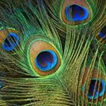 Stuart Pearl - @stuart.pearl.56 - Instagram