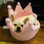 Pearl Sullivan - @pearl.the.princess.pooch - Instagram