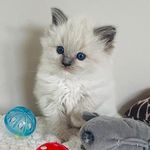 Pearl Taylor - @pearlragdoll - Instagram